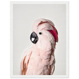 Poster: Pink Cockatoo