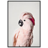 Poster: Pink Cockatoo