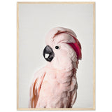 Poster: Pink Cockatoo