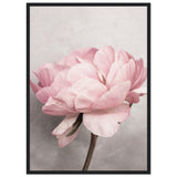 Poster: Peony