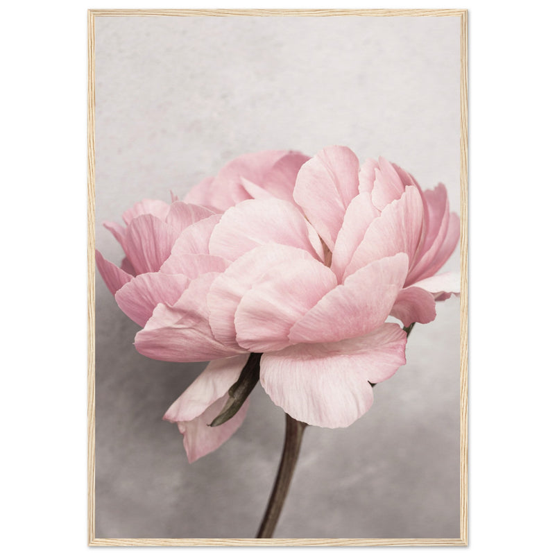 Poster: Peony