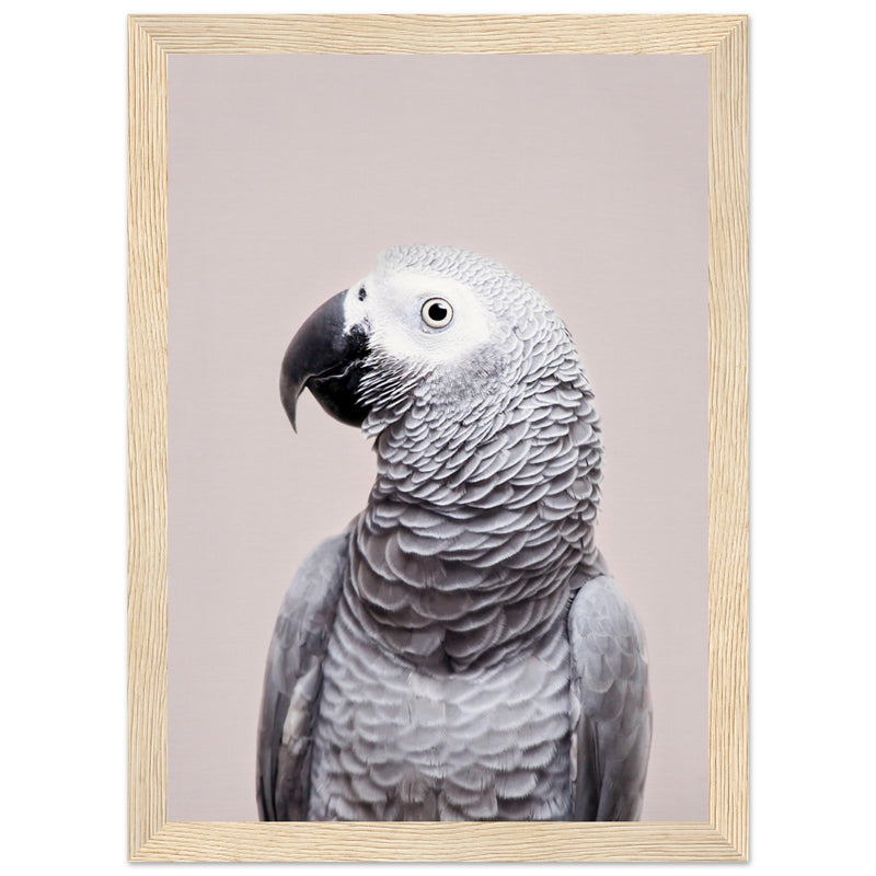 Poster: African Grey