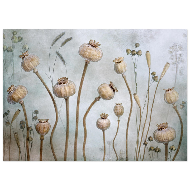 Poster: Papaver