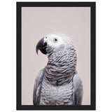 Poster: African Grey