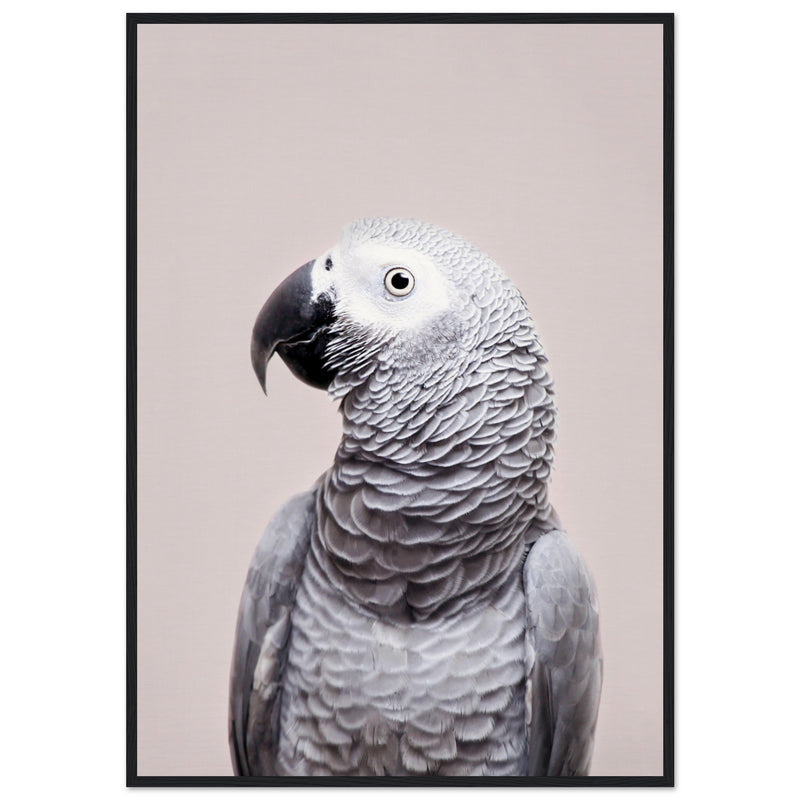 Poster: African Grey