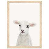 Poster: Baby Lamb