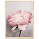 Poster: Peony