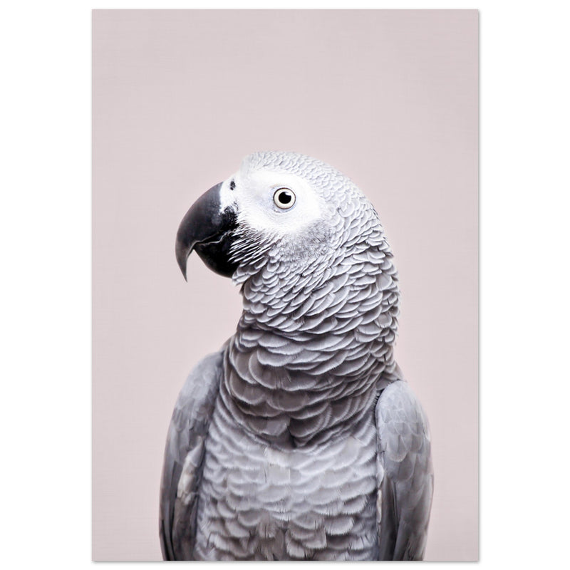 Poster: African Grey