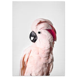 Poster: Pink Cockatoo