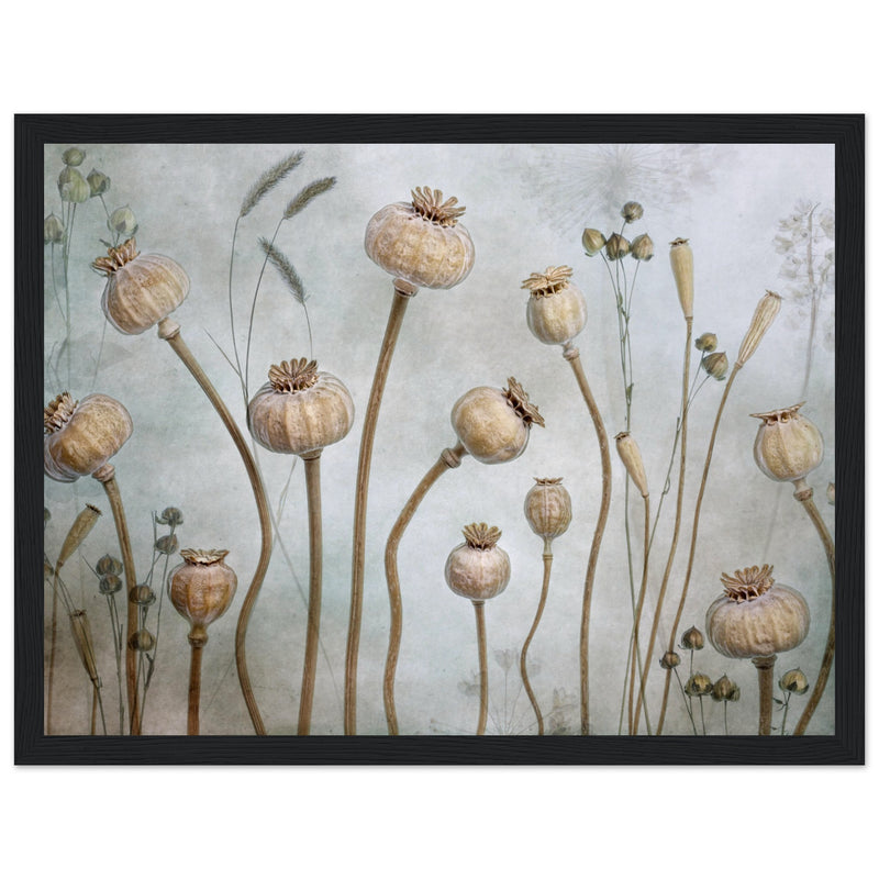 Poster: Papaver