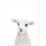 Poster: Baby Lamb