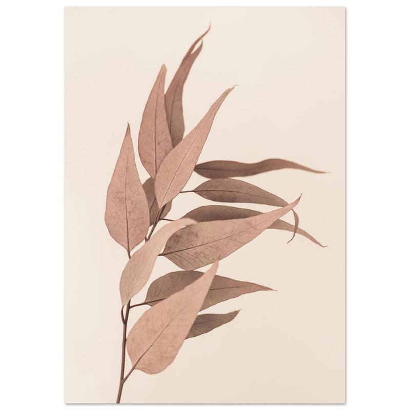 Poster: Dried Eucalyptus