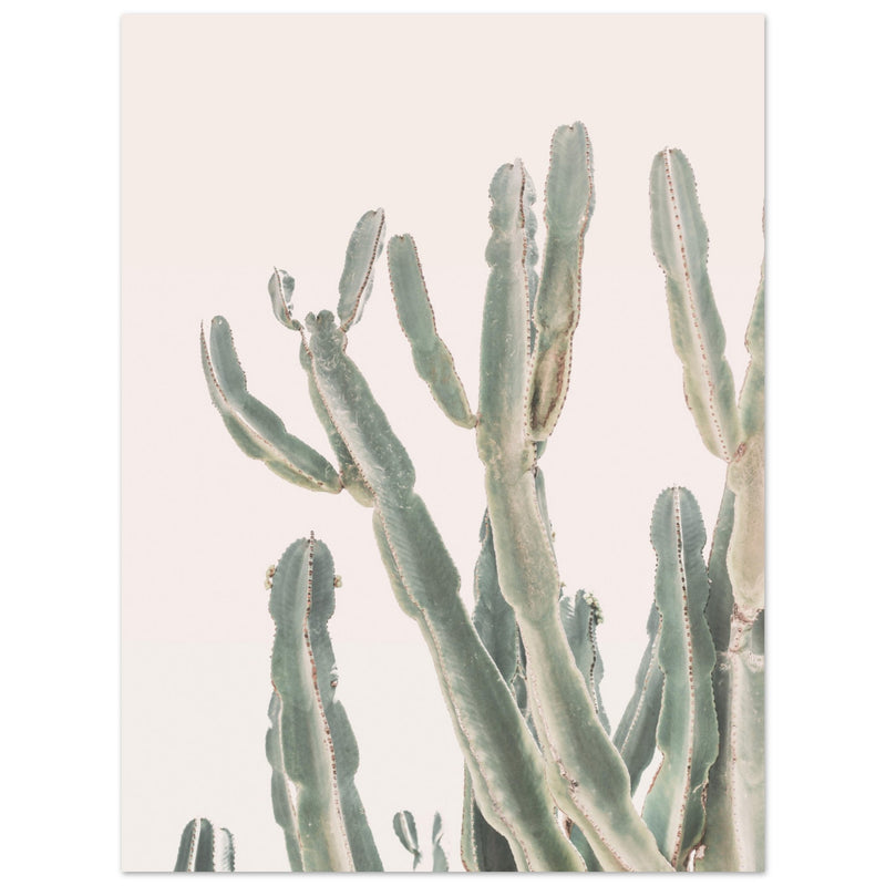 Poster: Sunrise Cactus