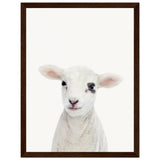 Poster: Baby Lamb