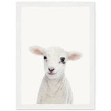 Poster: Baby Lamb