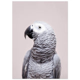 Poster: African Grey