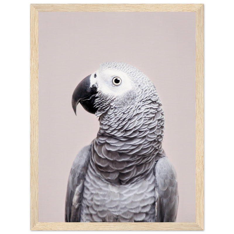 Poster: African Grey