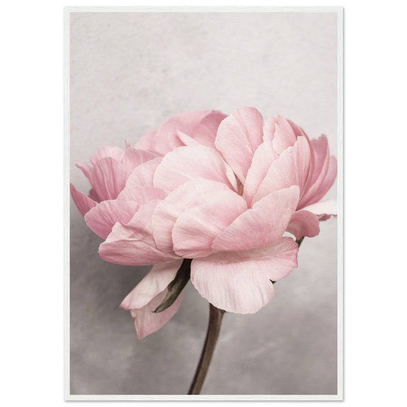 Poster: Peony