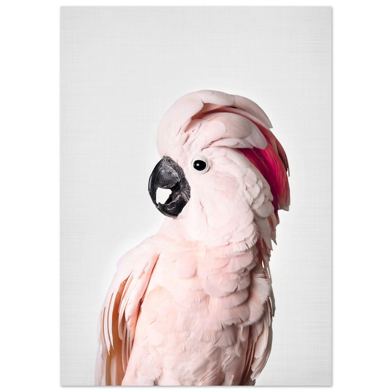 Poster: Pink Cockatoo