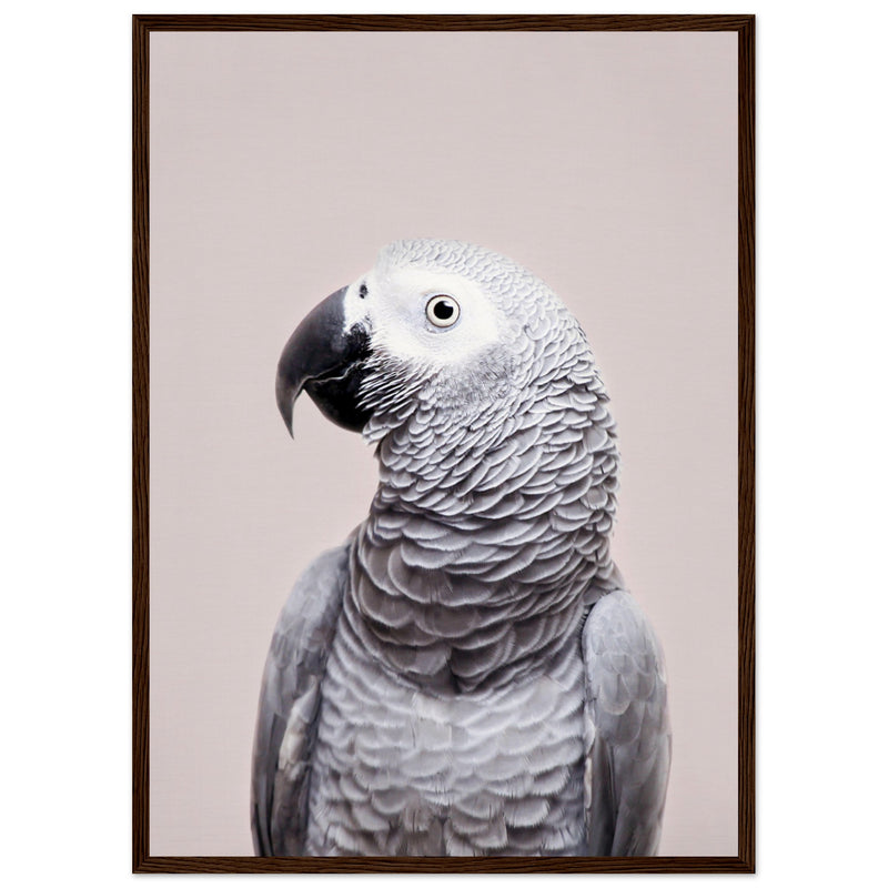 Poster: African Grey