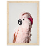 Poster: Pink Cockatoo