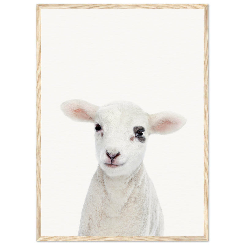 Poster: Baby Lamb