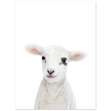 Poster: Baby Lamb