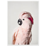 Poster: Pink Cockatoo