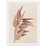 Poster: Dried Eucalyptus