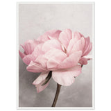 Poster: Peony