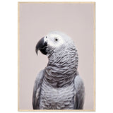 Poster: African Grey