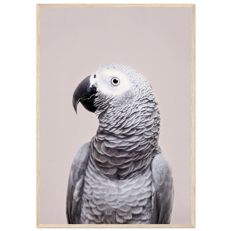 Poster: African Grey