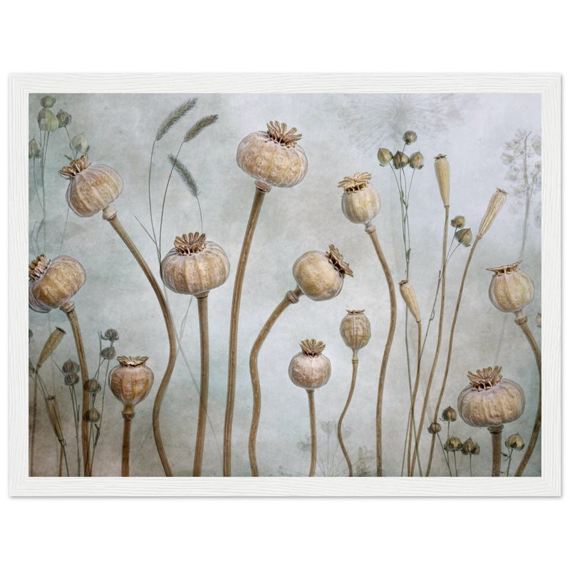 Poster: Papaver