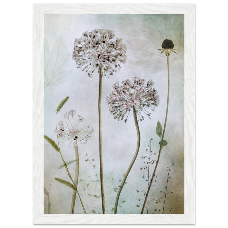 Poster: Allium