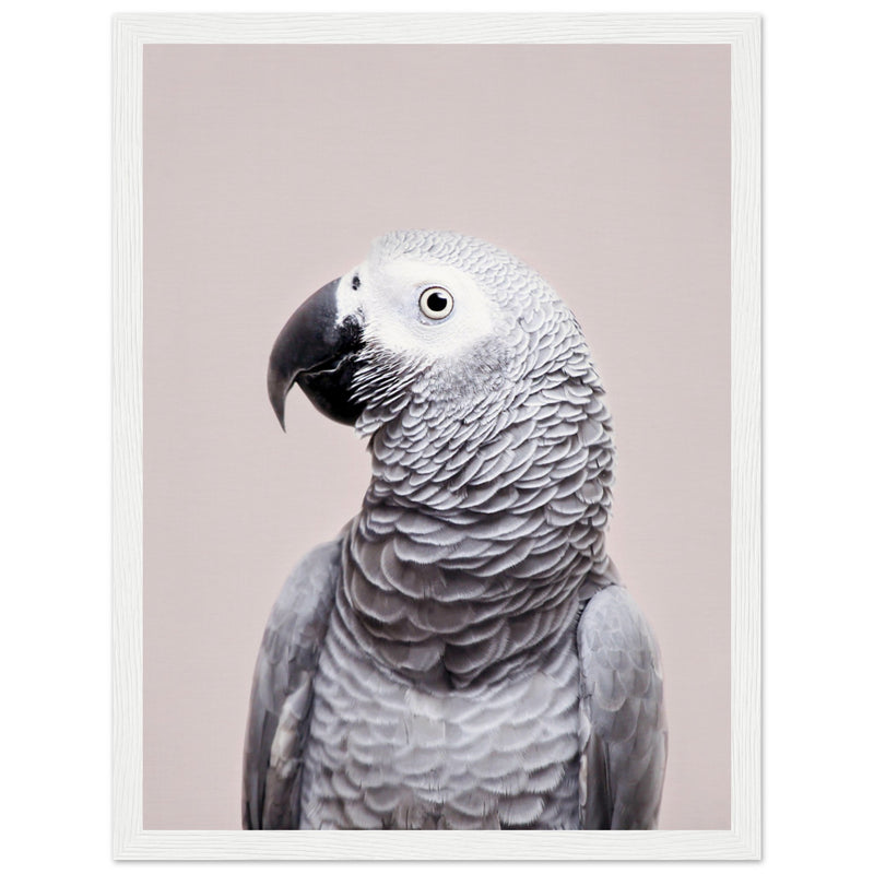 Poster: African Grey