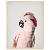 Poster: Pink Cockatoo