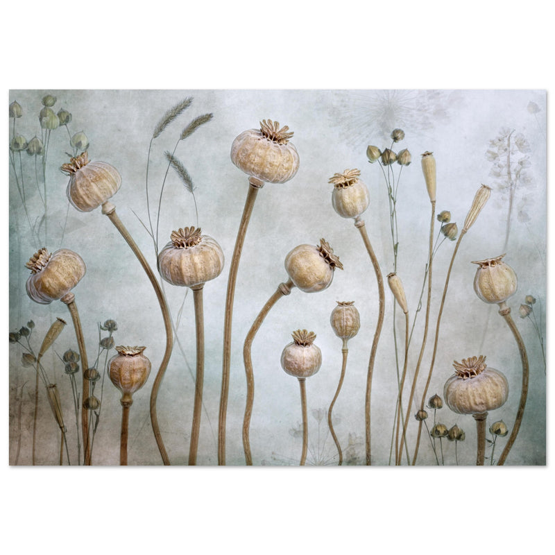 Poster: Papaver