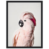 Poster: Pink Cockatoo