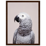 Poster: African Grey