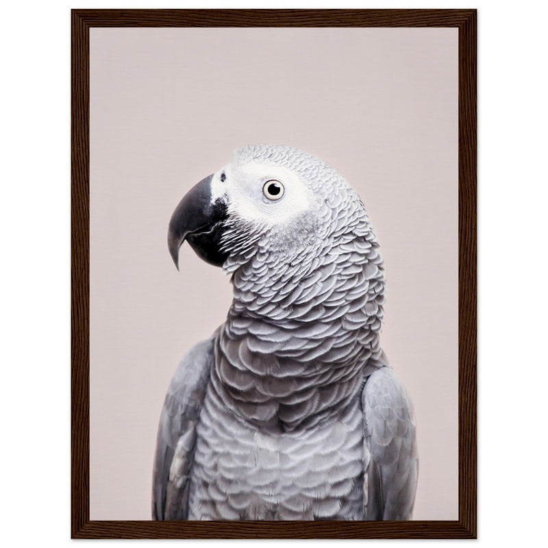 Poster: African Grey