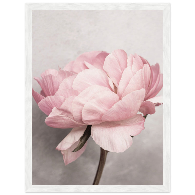 Poster: Peony