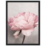 Poster: Peony