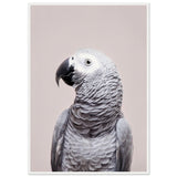 Poster: African Grey