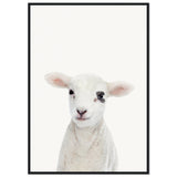 Poster: Baby Lamb