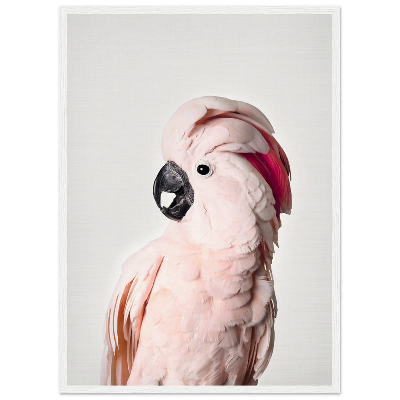 Poster: Pink Cockatoo