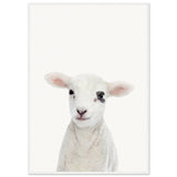 Poster: Baby Lamb