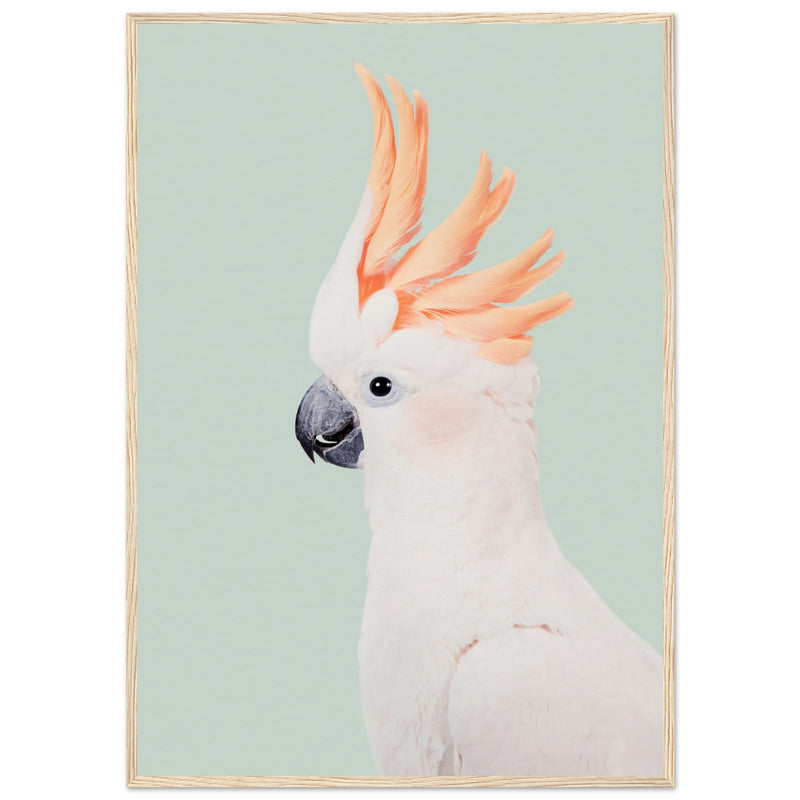 Poster: Cockatoo