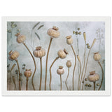 Poster: Papaver