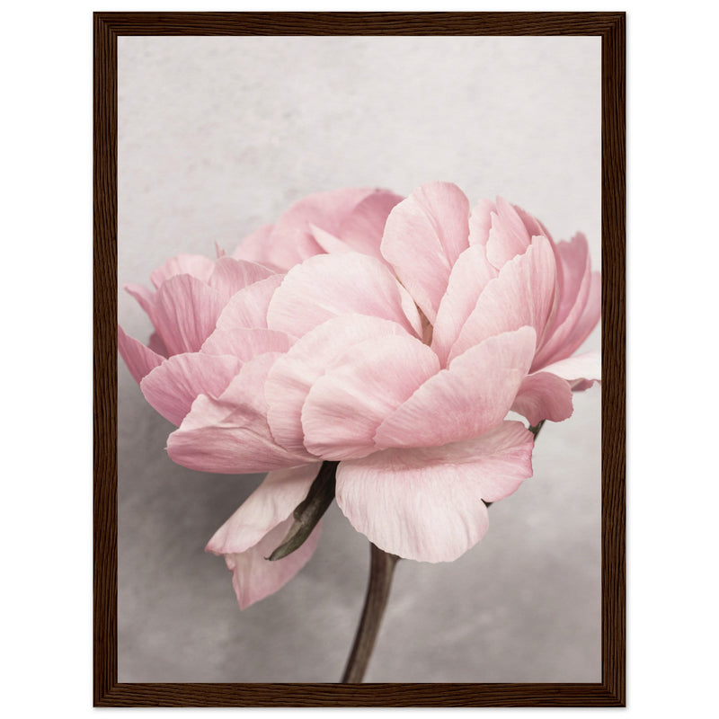 Poster: Peony