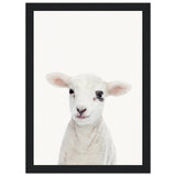 Poster: Baby Lamb